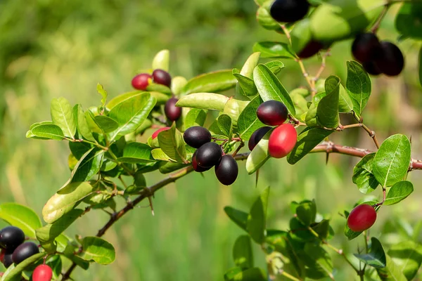 Carissa Carandas Owoce Drzewo Liśćmi — Zdjęcie stockowe
