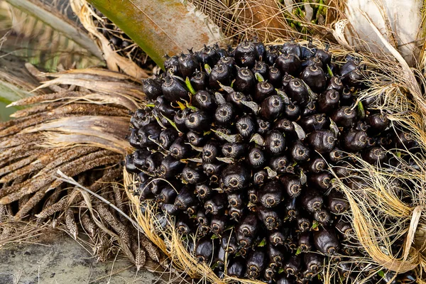 Gros Plan Des Graines Palmier Sur Arbre Elaeis Guineensis — Photo