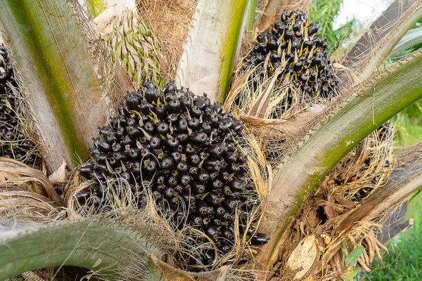 木にヤシの種子のクローズ アップ アブラヤシ属の Guineensis — ストック写真