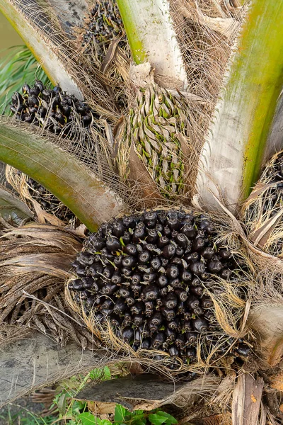 Gros Plan Des Graines Palmier Sur Arbre Elaeis Guineensis — Photo