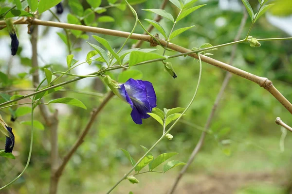 Blue Pea Flower Butterfly Pea Flower Clitoria Ternatea Leaves Ivy — Stock Photo, Image