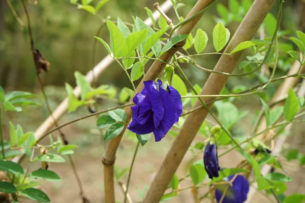 Kék Borsó Virág Pillangó Borsó Virág Clitoria Ternatea Borostyán Levelek — Stock Fotó