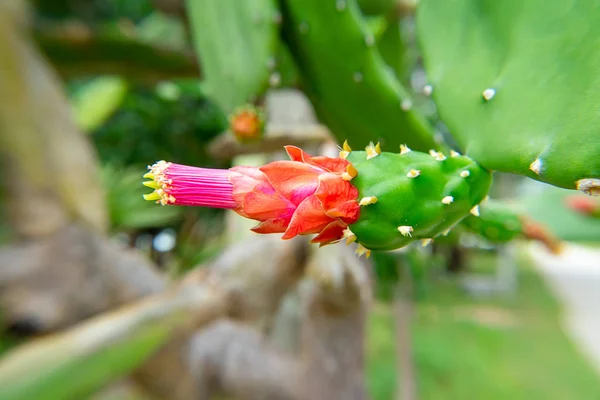 Close Flower Cactus Opuntia Cochenillifera Plant — Stock Photo, Image