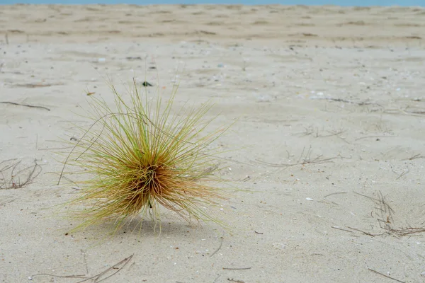 Закрыть Spinifex Littoreus Травы Пляже — стоковое фото