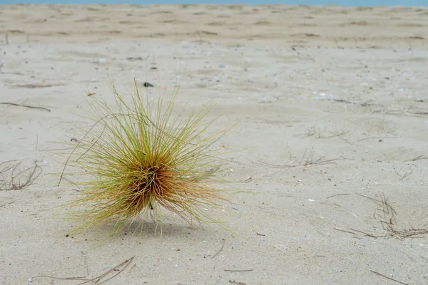 Stäng Upp Spinifex Littoreus Gräs Stranden — Stockfoto