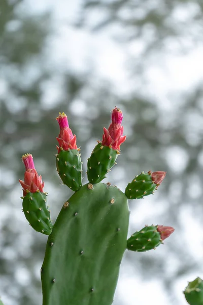Primer Plano Flor Cactus Hoja Con Fondo Borroso Opuntia Cochenillifera — Foto de Stock