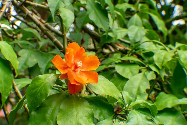 Primer Plano Flor Rosa Cera Naranja Con Hoja Pereskia Bleo — Foto de Stock