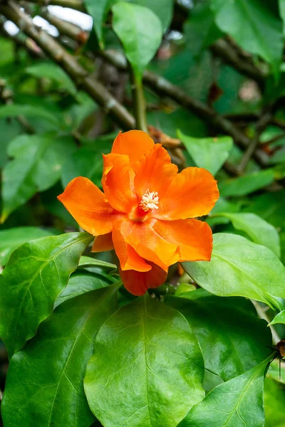 Primer Plano Flor Rosa Cera Naranja Con Hoja Pereskia Bleo — Foto de Stock