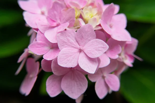 Makrobild Nahaufnahme Rosa Hortensienblüte — Stockfoto