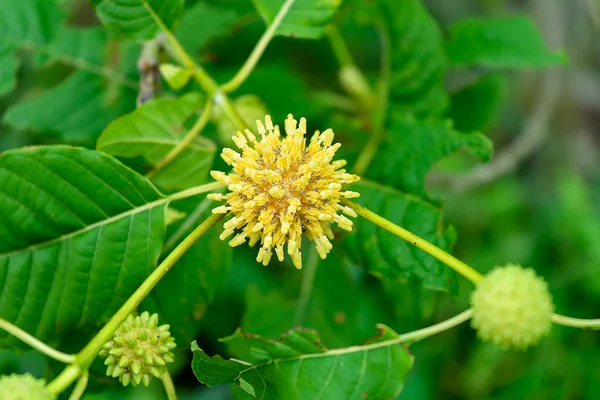 Mitragyna speciosa çiçek yakın çekim.