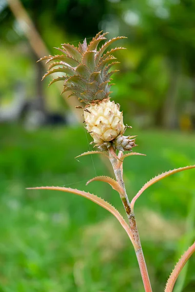 Close Van Kleine Ananas Ananas Comosus — Stockfoto