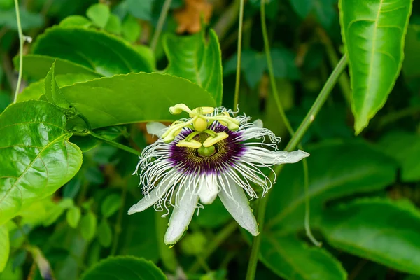 Закрыть Цветок Страсти Христовы Passiflora Edulis Sims — стоковое фото