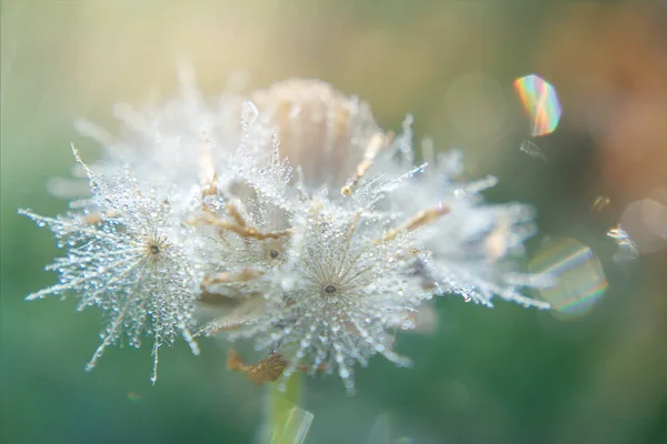 Imagem Macro Orvalho Gota Água Botões Casaco Flor Com Luz — Fotografia de Stock