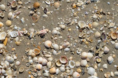 Kumsalda deniz kabukları