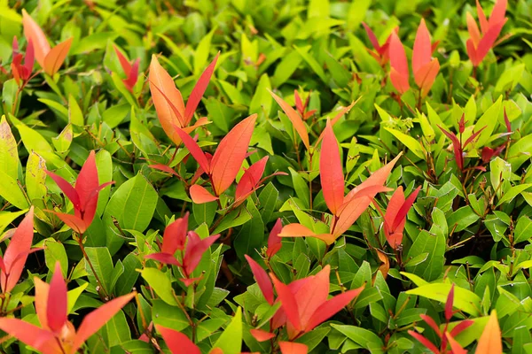 Australischer Rosenapfel Pinselkirsche Bachlilie Oder Bachsatinaschebaum Wissenschaftlicher Name Syzygium Australe — Stockfoto