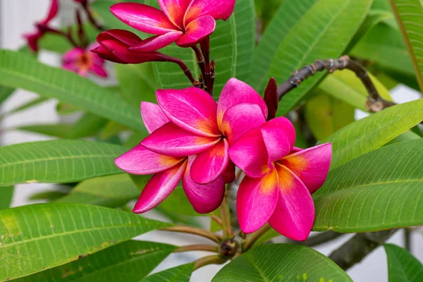 Koyu Pembe Frangipani Çiçek Pagoda Ağaç Yaprağı Bilimsel Adı Plumeria — Stok fotoğraf