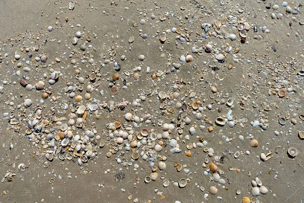 Conchas Playa — Foto de Stock