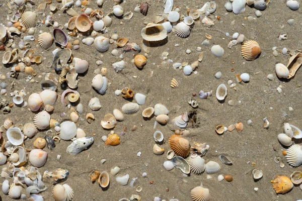 Shells Beach — Stock Photo, Image