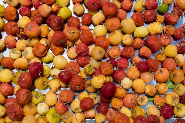 Cerca Barbados Acerola Cherry Malpighia Glabra — Foto de Stock