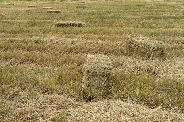 Landschap Van Droge Rijst Stro Gebruikt Voor Veeteelt — Stockfoto