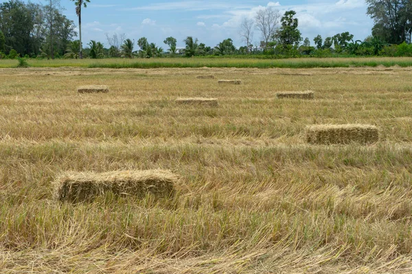 Paesaggio Paglia Riso Secco Uso Zootecnico — Foto Stock