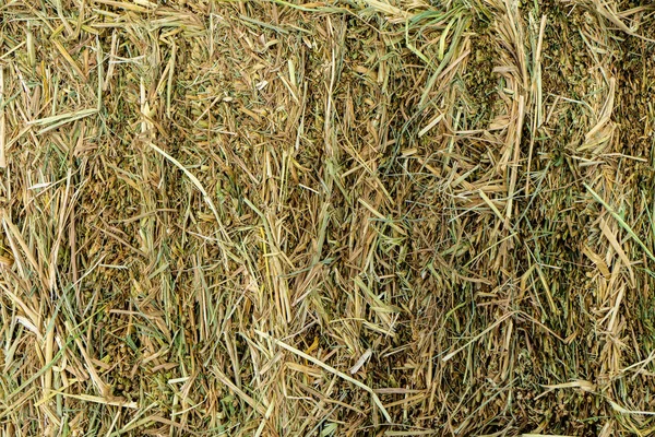 Paisaje Paja Arroz Seco Utilizado Para Cría Animales — Foto de Stock