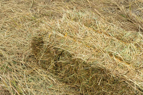 Paisaje Paja Arroz Seco Utilizado Para Cría Animales — Foto de Stock