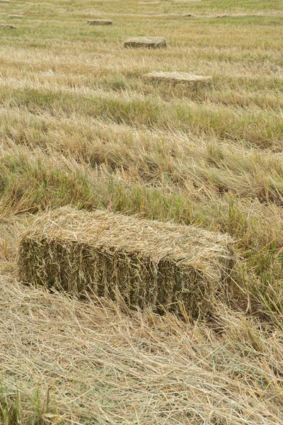 Manzara Hayvancılık Için Kullanılan Için Kuru Pirinç Saman — Stok fotoğraf