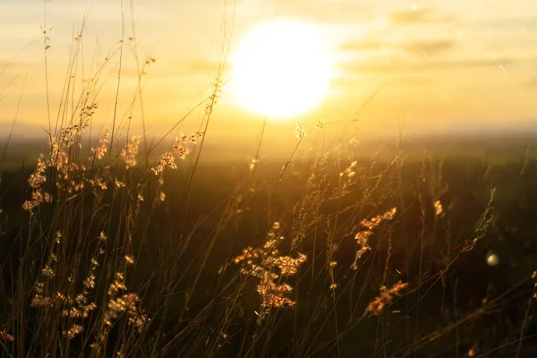 美丽的日落天空 花草和漂浮的光 — 图库照片
