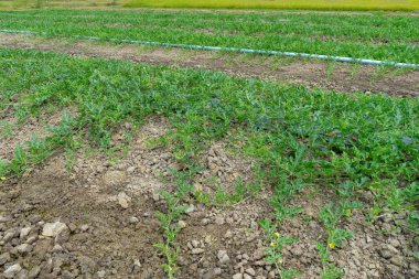 Karpuz meyve Çiftliği'nin yeşil görünümü.