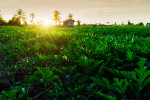 Vue Verte Ferme Fruits Pastèque Avec Lumière Soleil — Photo