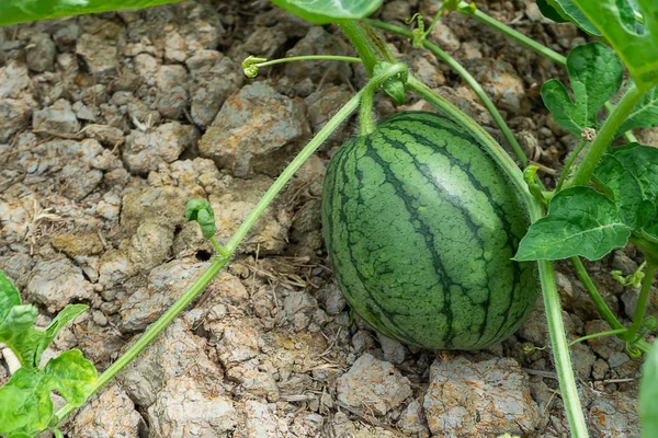 Zblízka Mladých Plodů Melounu Listy Serverové Farmě — Stock fotografie