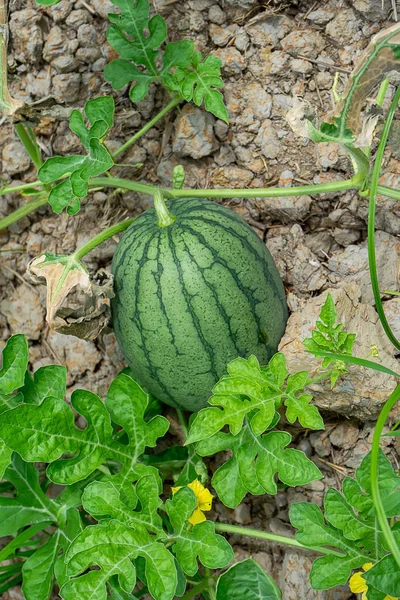 Zblízka Mladých Plodů Melounu Listy Serverové Farmě — Stock fotografie