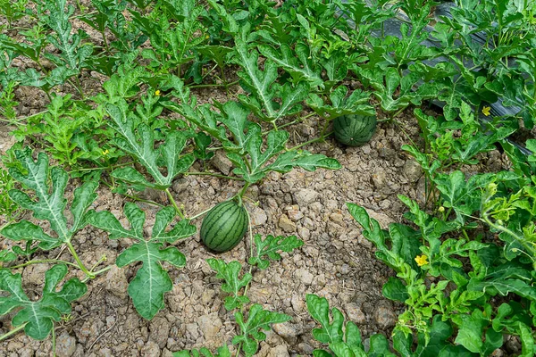 Green view of Watermelon Fruit Farm.