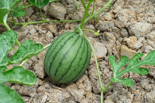 Zblízka Mladých Plodů Melounu Listy Serverové Farmě — Stock fotografie