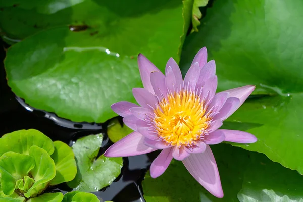 Primer Plano Flor Nenúfar Violeta Con Hoja Verde —  Fotos de Stock