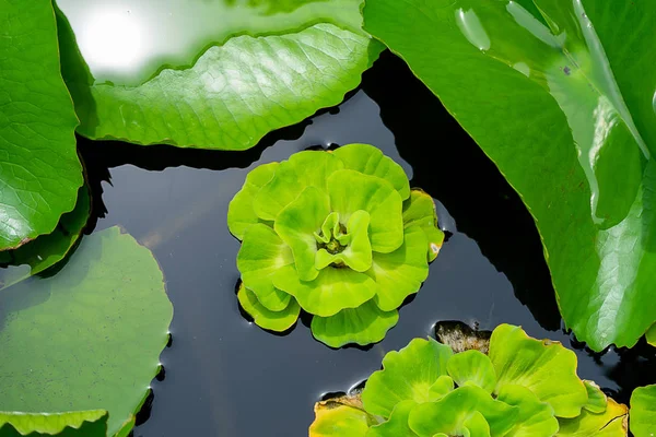 Close Green Water Lettuec Plant Pistia Stratiotes — Stock Photo, Image