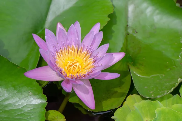 Primer Plano Flor Nenúfar Violeta Con Hoja Verde —  Fotos de Stock