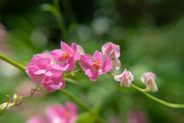 ぼかしの背景を持つメキシコつる花のクローズ アップ — ストック写真