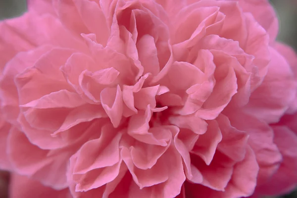 Zblízka Rozostřený Růžové Lístky Pozadí Damaškové Růže Květ Rosa Damascena — Stock fotografie