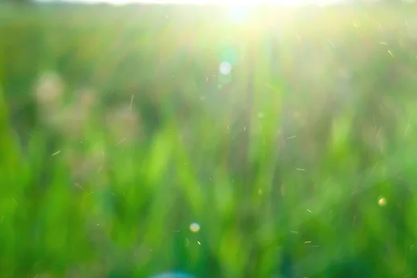 Green Blur Background Sunlight Floating Light — Stock Photo, Image