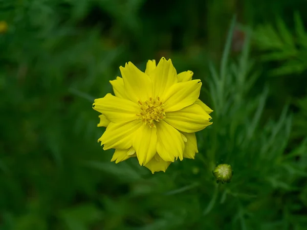 Fleur Cosmos Jaune Sur Fond Flou Vert — Photo