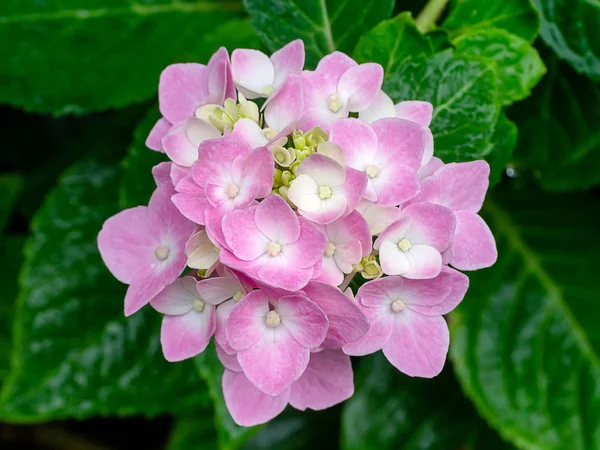 Macro Image Close Pink Hydrangea Flower — Stock Photo, Image