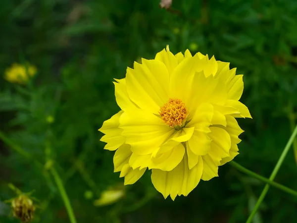 Nahaufnahme Einer Gelben Kosmos Blume Mit Unscharfem Grünen Hintergrund — Stockfoto