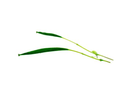 Beyaz arka plan üzerinde vahşi spider çiçek. (Cleome Gynandropsis)