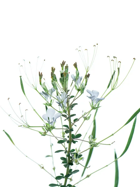 Flor Aranha Selvagem Fundo Branco Cleome Gynandra — Fotografia de Stock