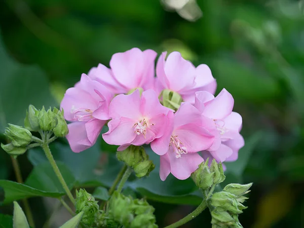 Zavřít Růžová Dombeya Květ Stromě — Stock fotografie