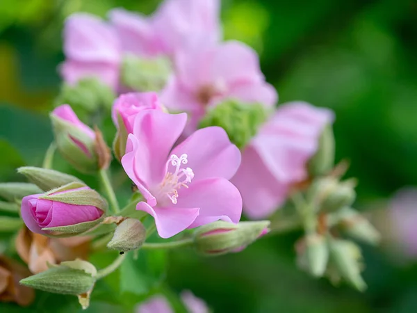 Zavřít Růžová Dombeya Květ Stromě — Stock fotografie