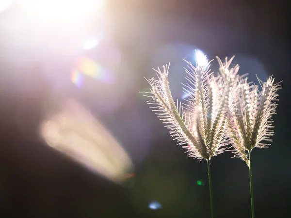 Mise Point Douce Herbe Gonflée Doigt Avec Lumière Soleil Lumière — Photo