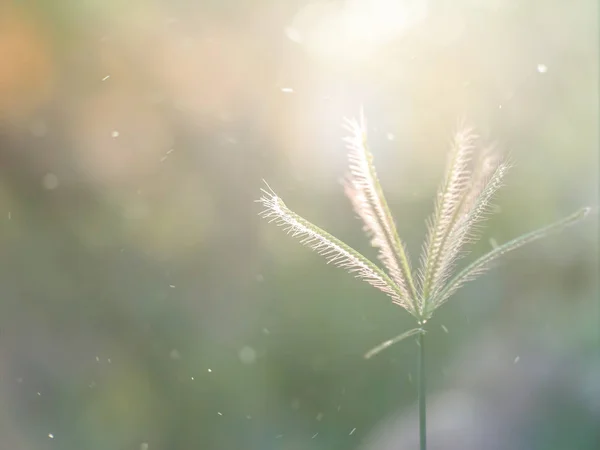 Mise Point Douce Herbe Gonflée Doigt Avec Lumière Soleil Lumière — Photo